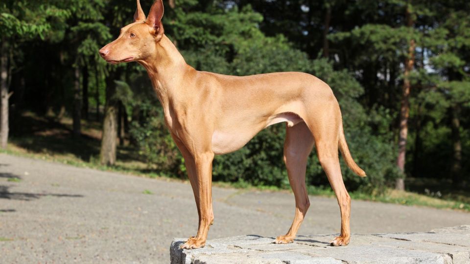Pharaoh Hound